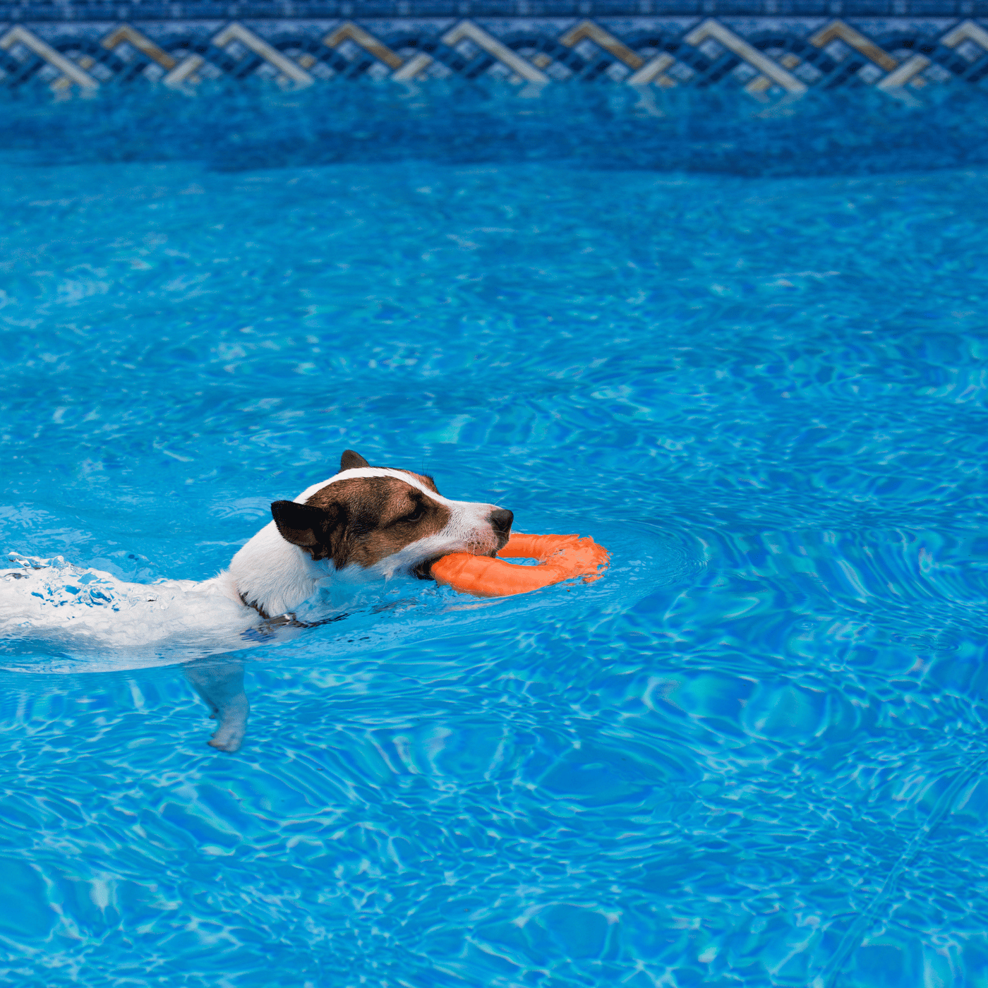 Chien nageant avec un jouet flottant