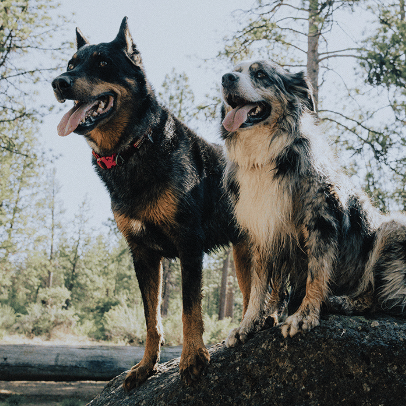 Deux images de chiens superposées