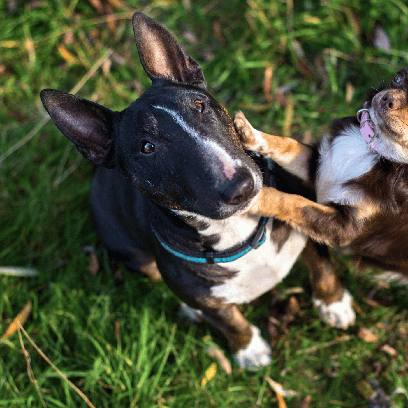SHOPTHELOOK_CHIEN_2026_01_JOURS A CROQUER
