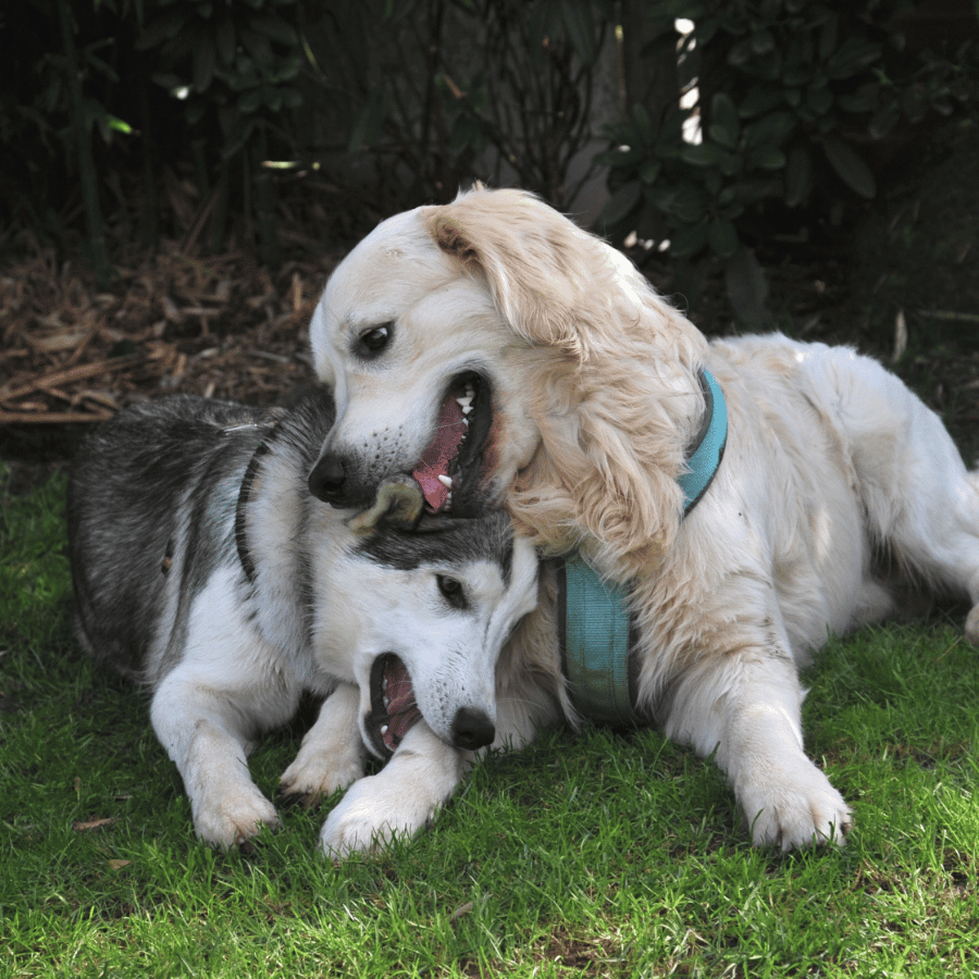 Deux chiens allongés sur l'herbe qui jouent ensemble