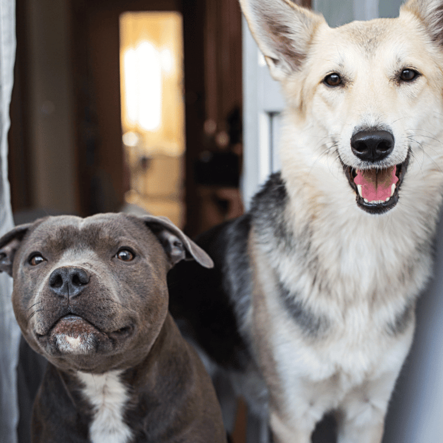 Deux chiens devant la porte