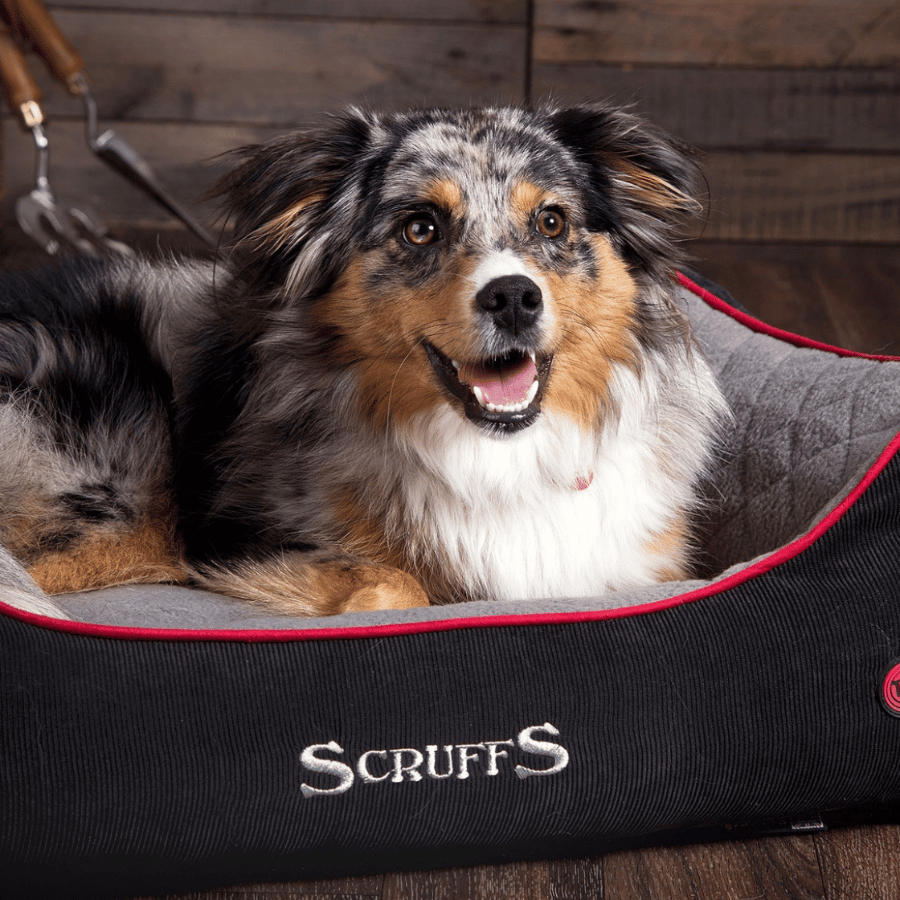 Chien au pelage tricolore allongé dans un panier Scruffs noir et gris avec bordure rouge