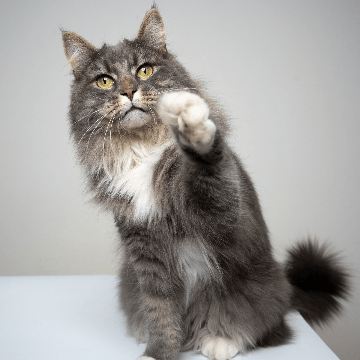 SHOPTHELOOK_2026_10_OP_RECRUTEMENT 01_CHAT