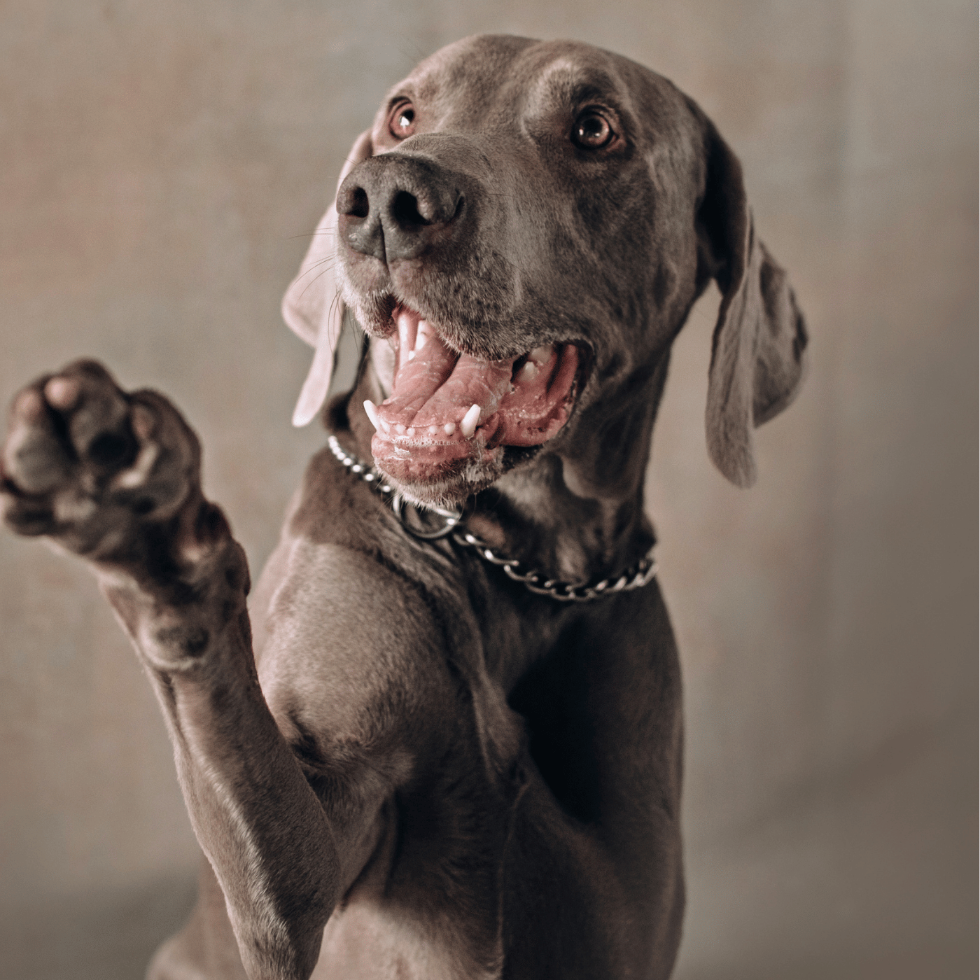 SHOPTHELOOK_2026_10_OP_RECRUTEMENT 01_CHIEN