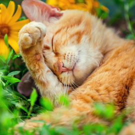 Chat couché dans les fleurs