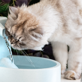 Chat qui boit dans une fontaine à eau