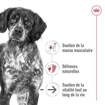 Visuel 2 du produit Royal Canin Croquettes Chien Medium Ageing 10+ - 3 kg