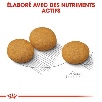 Visuel 2 du produit Royal Canin Croquettes Chien Medium Dermacomfort - 12 kg