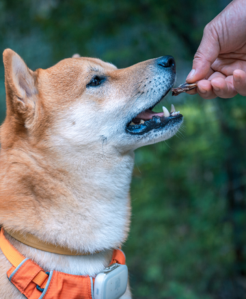 Chien qui prend une friandise dans la main de quelqu'un
