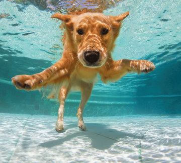 Un chien nage dans une piscine