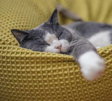 Un chat dors dans son panier
