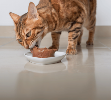 Un chat mange sa pâtée