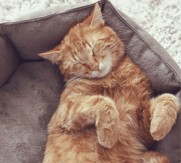 Un chat couché dans son panier dors paisiblement.