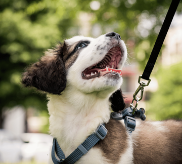 Un chien est promené en laisse