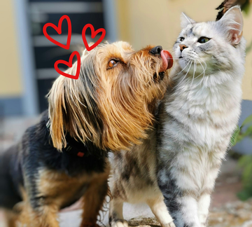idees-cadeaux-saint-valentin-chien-chat