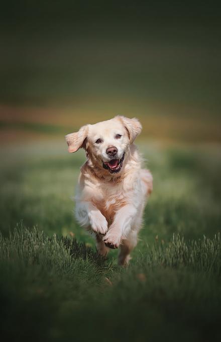 Chien qui court dans l'herbe