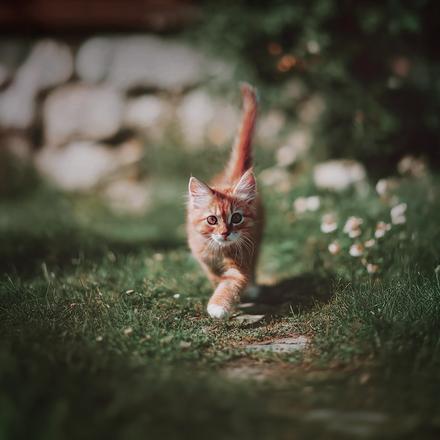 Chat qui court dans l'herbe