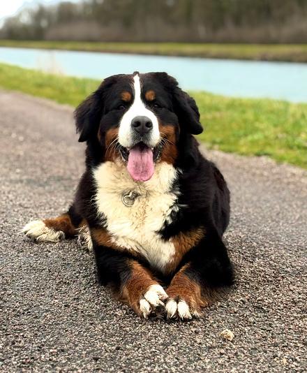 Chien allongé par terre au bord de l'eau