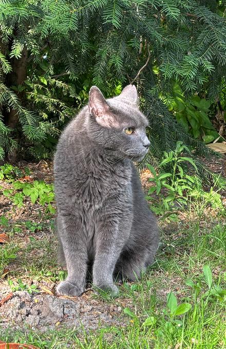Chat gris assis dans l'herbe