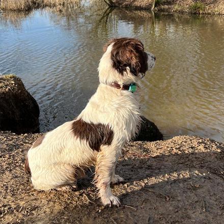 Chien assis au bord de l'eau