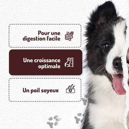 Visuel 3 du produit Croquettes Chien – VivaCroc Junior Poulet – 12 kg