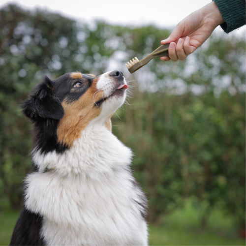 Visuel 7 du produit Friandises Chien - Whimzees Toothbrush L - 6 friandises