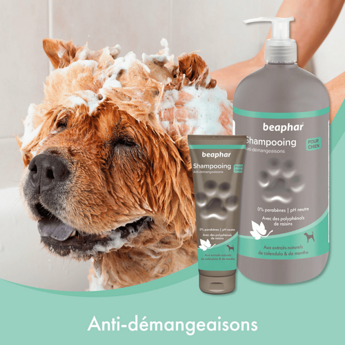 Visuel 4 du produit Hygiène Chien – Beaphar shampooing premium anti-démangeaisons – 250 ml
