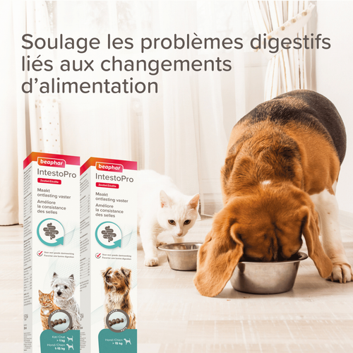 Visuel 4 du produit Soin Chien & Chat – Beaphar IntestoPro Pâte