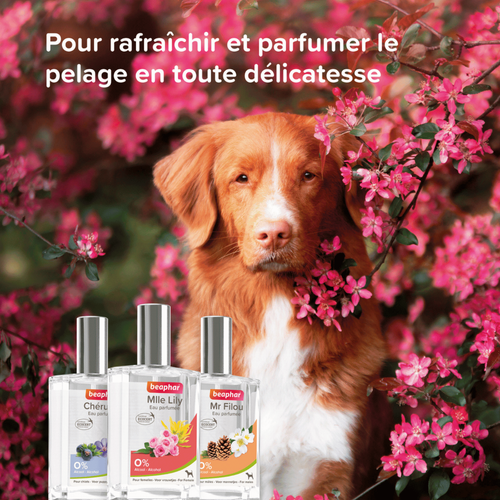 Visuel 4 du produit Soin Chien - Beaphar Eau parfumée Mlle Lilly pour chien femelle - 50 ml