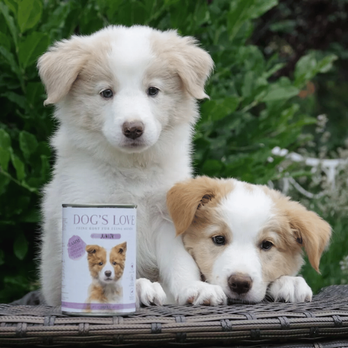 Visuel 4 du produit Boîte Chiot – Dog's Love Junior Agneau & Courges 200 gr