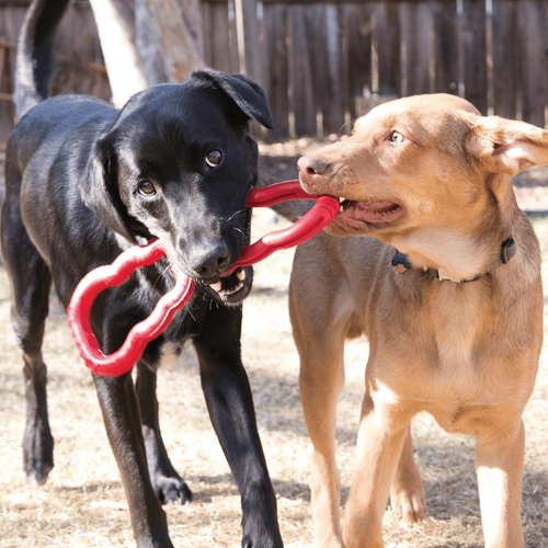 Visuel 3 du produit Jouet Chien – KONG® Classic Traction Rouge – Taille L