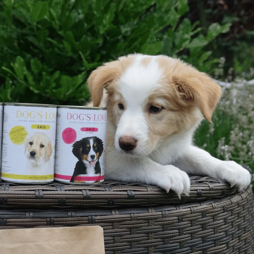 Visuel 4 du produit Boîte Chiot – Dog's Love Junior Volaille & Courges 200 gr