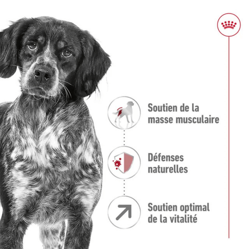 Visuel 3 du produit Croquettes Chien – Royal Canin Medium Mature – 4 kg