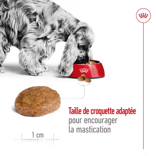 Visuel 5 du produit Croquettes Chien – Royal Canin Medium Mature – 4 kg