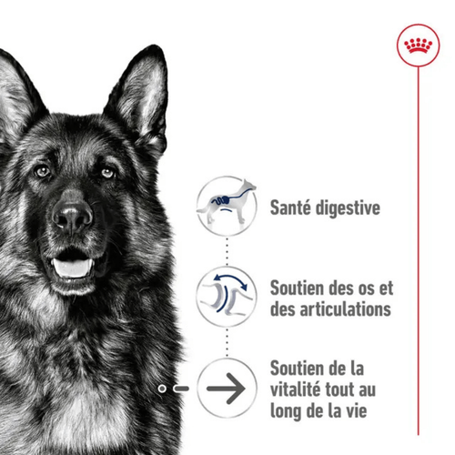 Visuel 3 du produit Croquettes Chien - Royal Canin Maxi Ageing 8+ - 15 kg