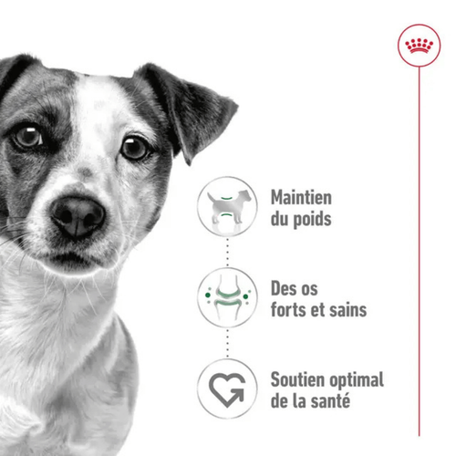 Visuel 3 du produit Croquettes Chien – Royal Canin Mini Adulte – 2 kg