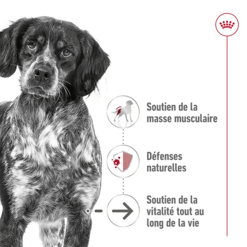 Visuel 3 du produit Croquettes Chien - Royal Canin Medium Ageing 10+ - 15 kg
