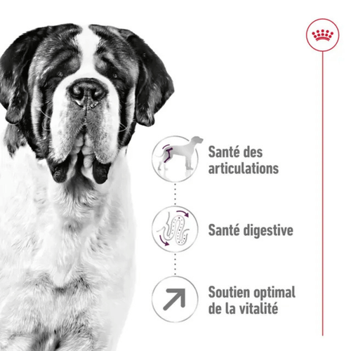Visuel 4 du produit Croquettes Chien – Royal Canin Giant Adulte – 15 kg