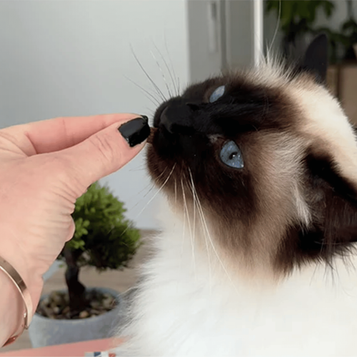 Visuel 4 du produit Friandise Chat – Marly & Dan Tendres bouchées « Système urinaire » - 50 gr