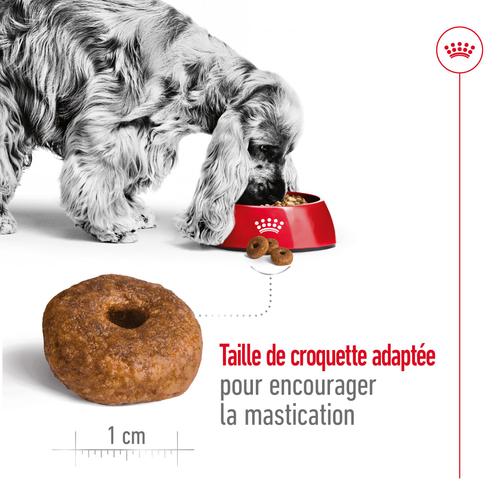 Visuel 3 du produit Royal Canin Croquettes Chien Medium Ageing 10+ - 3 kg