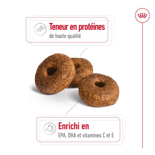Visuel 4 du produit Royal Canin Croquettes Chien Medium Ageing 10+ - 3 kg