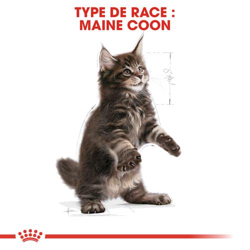 Visuel 3 du produit Royal Canin Croquettes Chaton Maine Coon - 2 kg