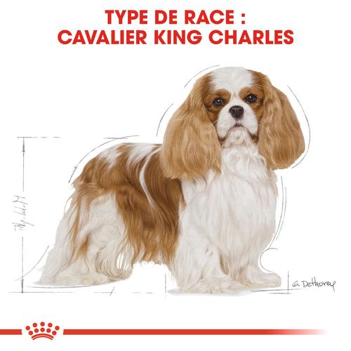 Visuel 5 du produit Royal Canin Croquettes Chien Cavalier King Charles Adult - 7,5 kg