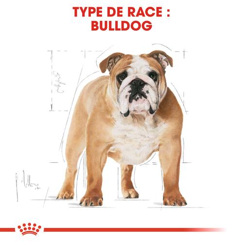 Visuel 4 du produit Royal Canin Croquettes Bulldog Anglais Adulte – 12 kg