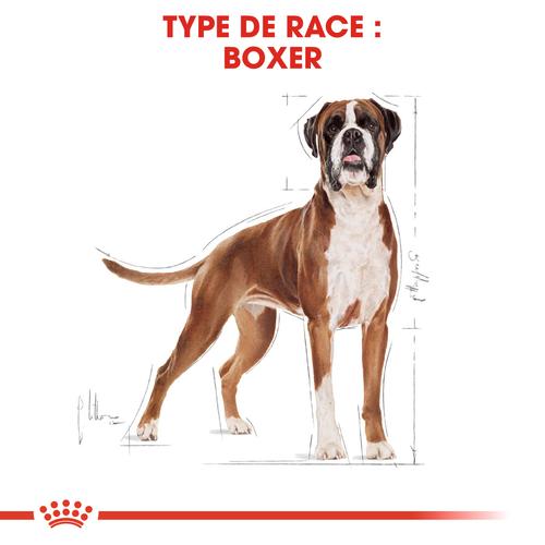 Visuel 5 du produit Royal Canin Croquettes Boxer Adulte – 12 kg