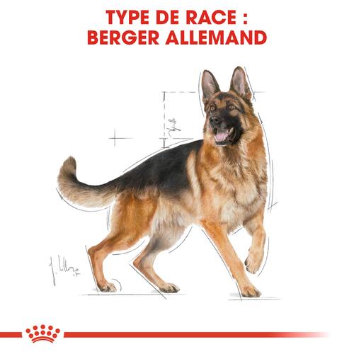 Visuel 5 du produit Royal Canin Croquettes Berger Allemand Adulte - 11 kg