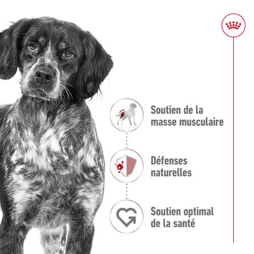 Visuel 8 du produit Royal Canin Croquettes Chien Medium Adult À Partir De 12 Mois - 12 kg