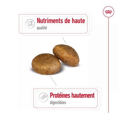 Visuel 3 du produit Royal Canin Croquettes Chien Maxi Adult À Partir De 15 Mois - 3 kg