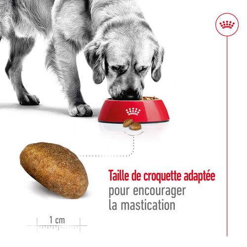 Visuel 4 du produit Royal Canin Croquettes Chien Maxi Adult À Partir De 15 Mois - 3 kg
