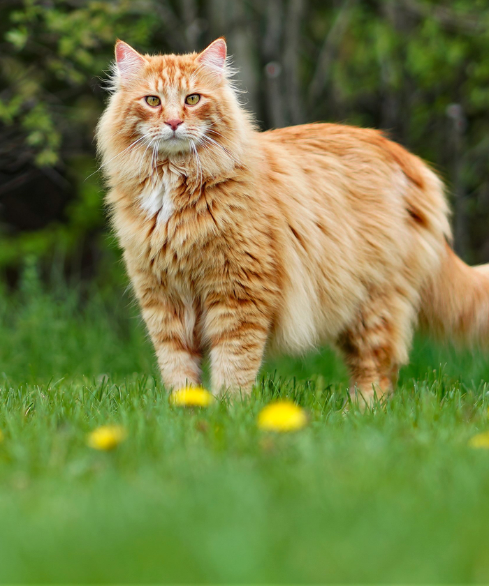 Un chat roux dans une prairie avec des fleurs jaunes